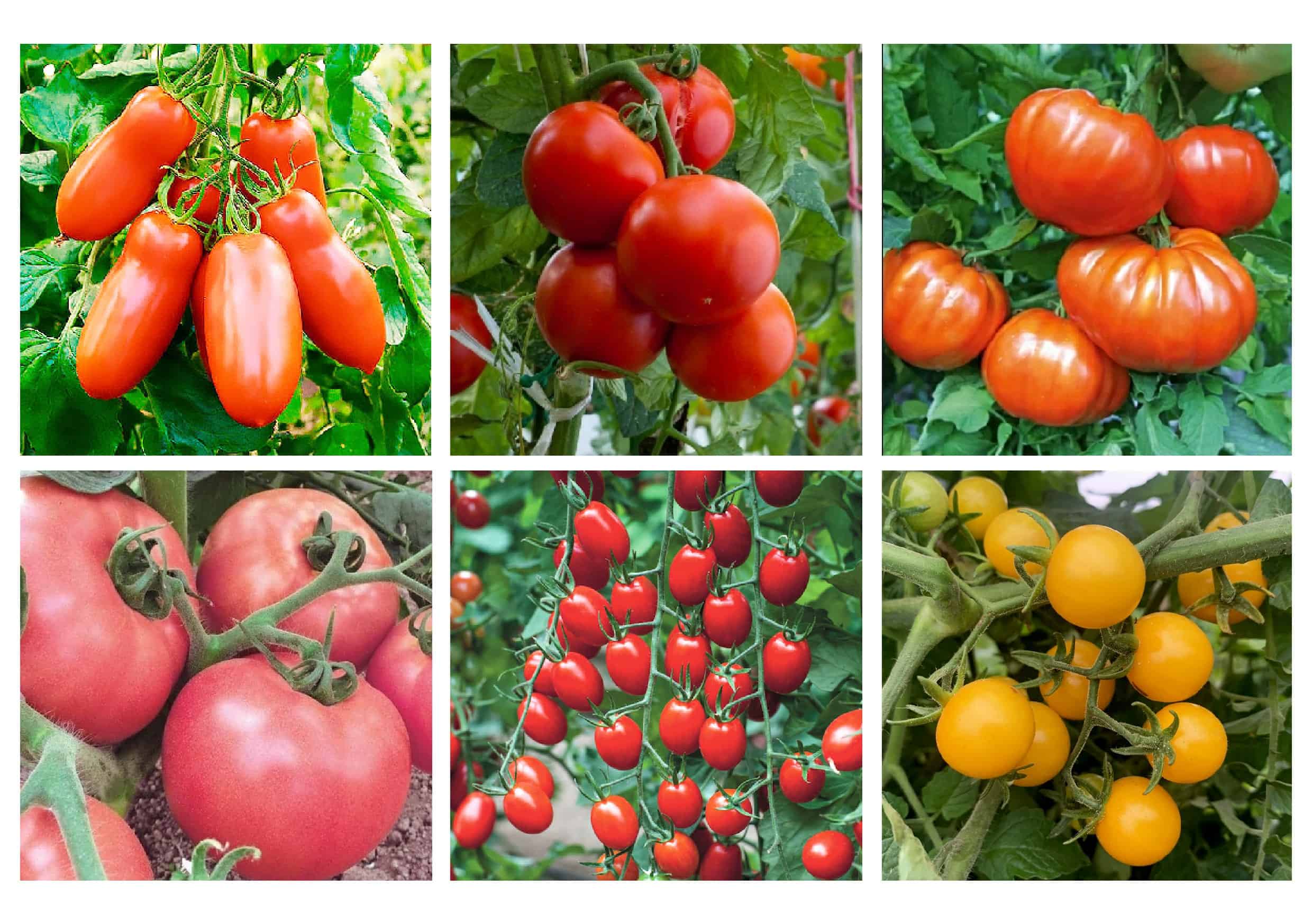 сортове домати