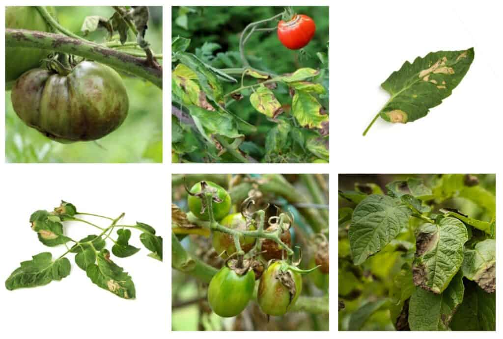 Картофена Мана По Доматите: признаци и причини - gradinarstvo.com