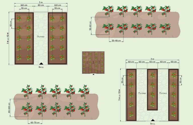 Схеми за засаждане на домати