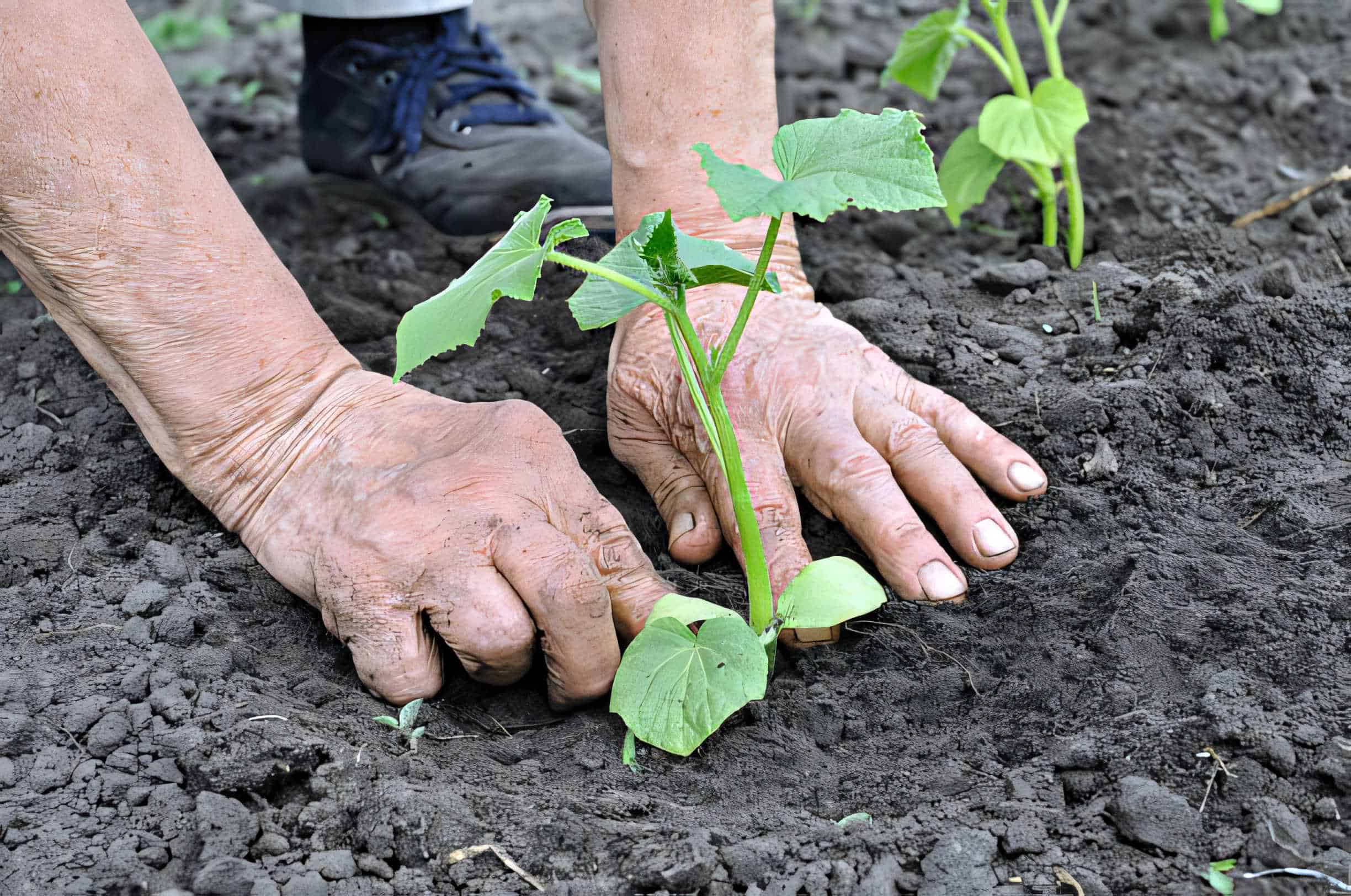Высаживание рассады огурцов в теплицу. Посадка огурцов в бочке. Огурцы в бочке. Грядка под огурцы. Огурцов окучивают.