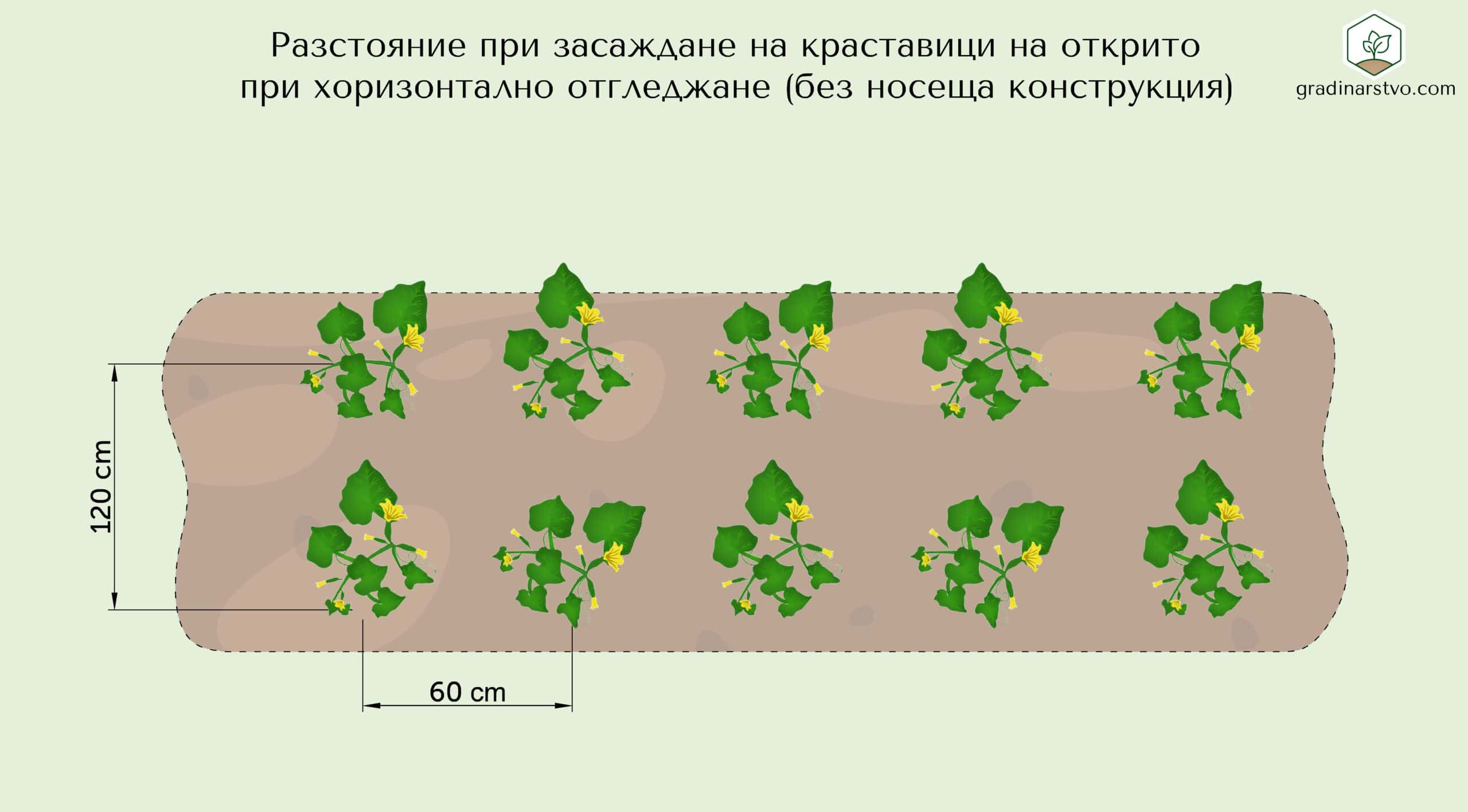 Разстояние при засаждане на краставици на открито при вертикално отглеждане