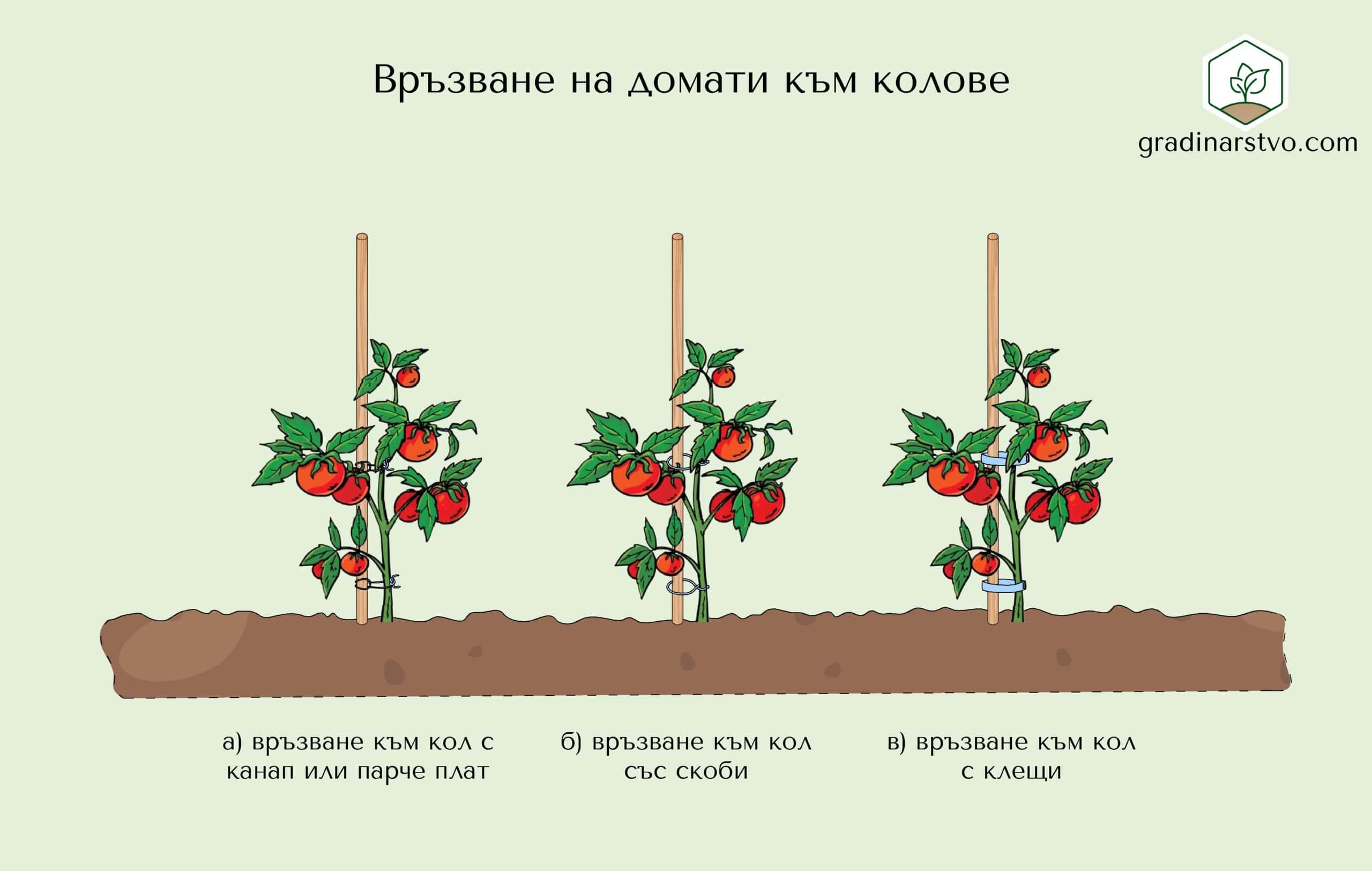 Схема за връзване на връзване на домати към колове
