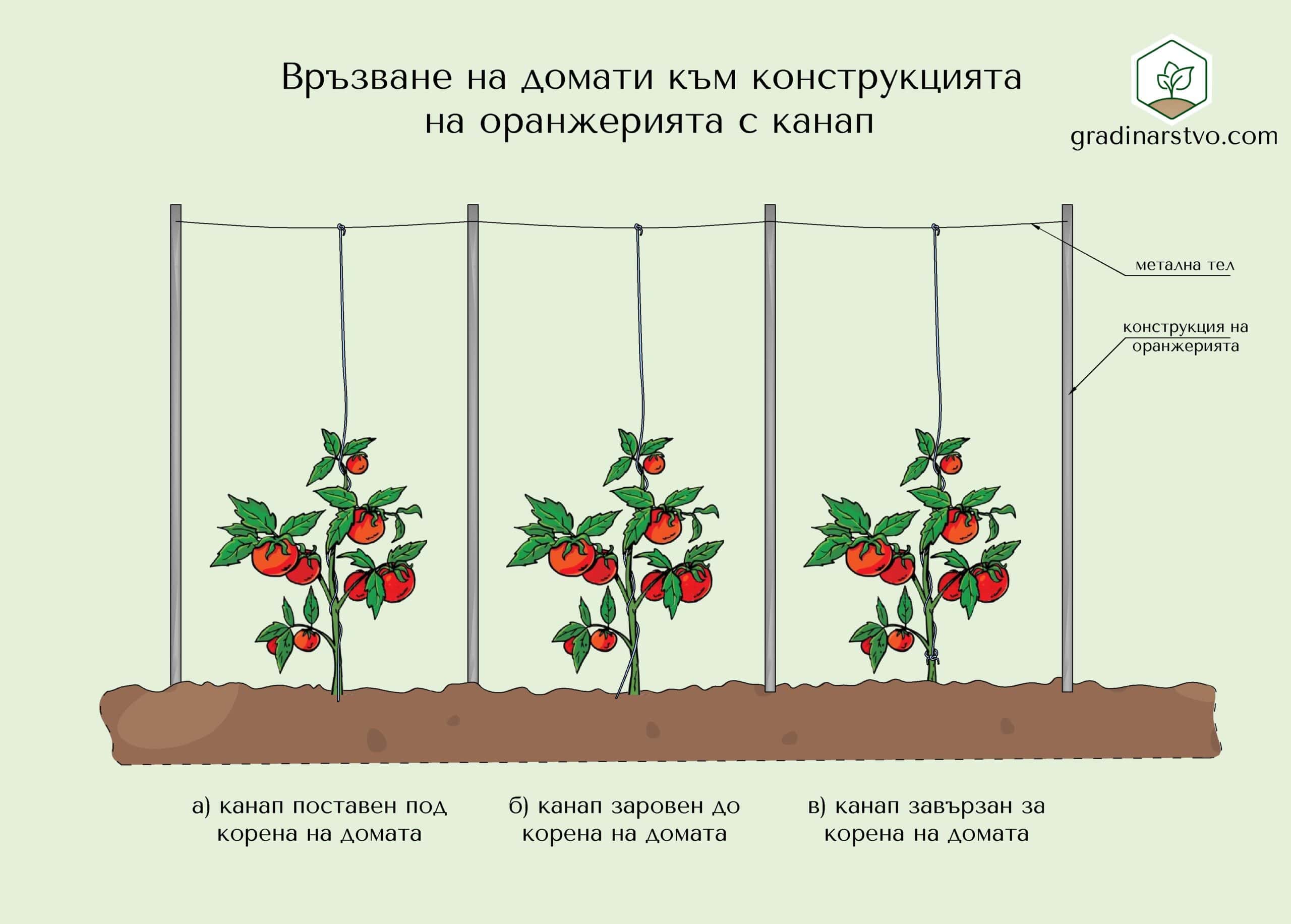 Схема за връзване на връзване на домати към конструкцията на оранжерията с канап
