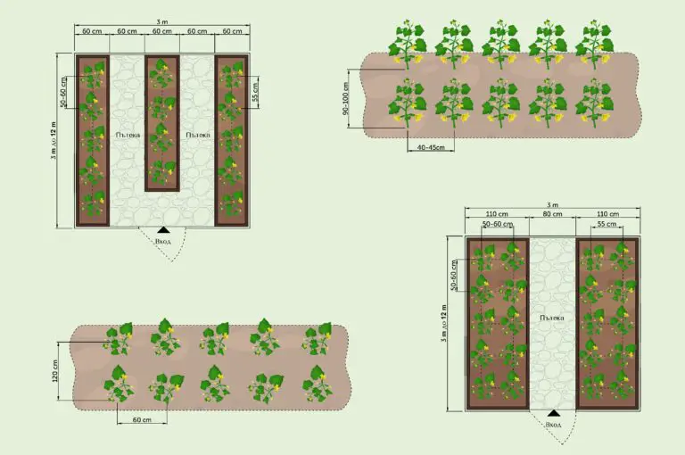 Схеми за засаждане на краставици