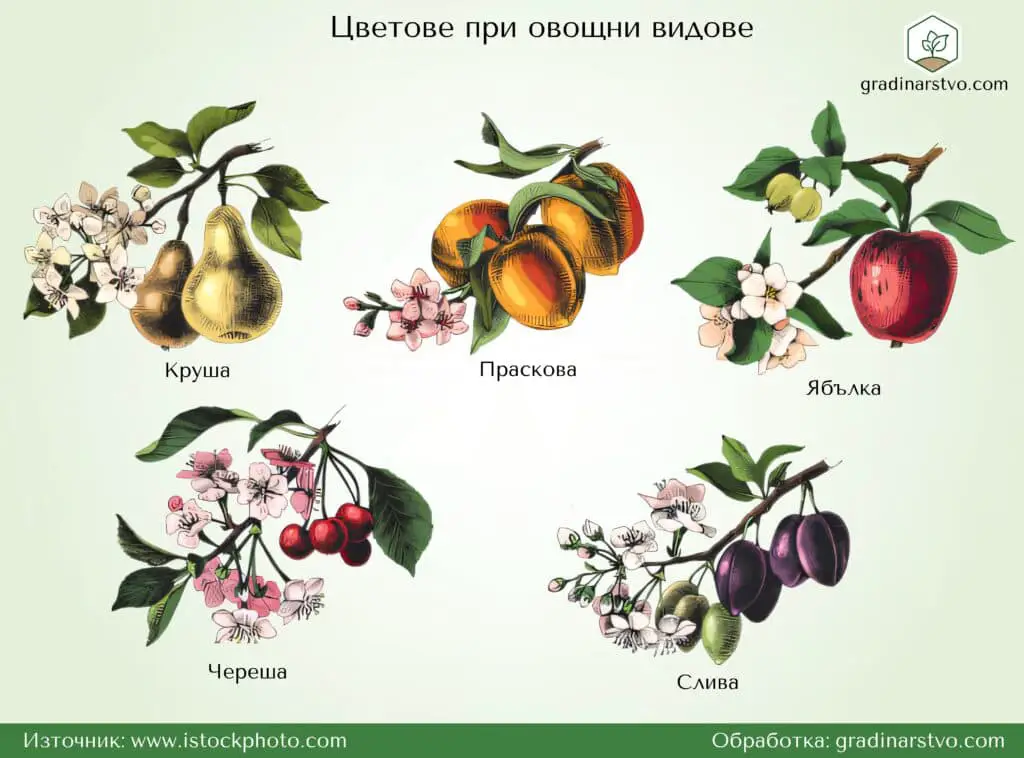 Цветове при овощни видове