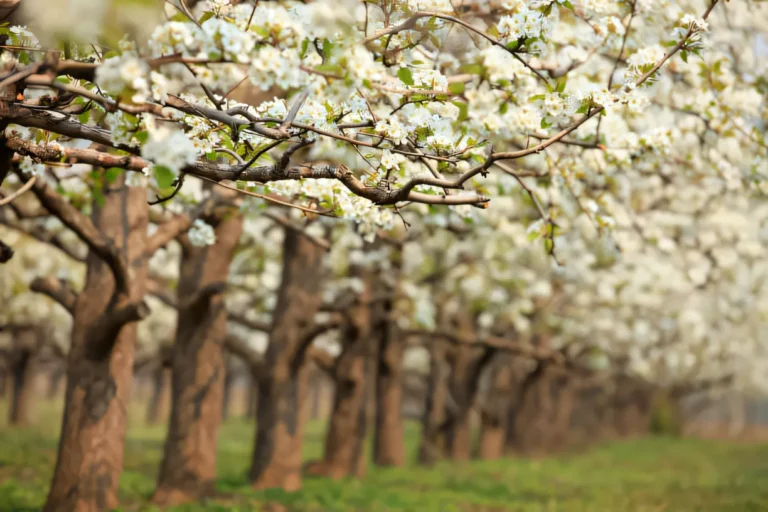 овощна градина