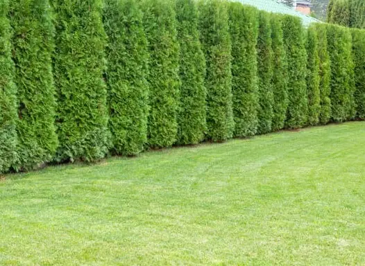 Thuja_hedge