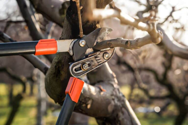 Календар за резитба на овощни дървета