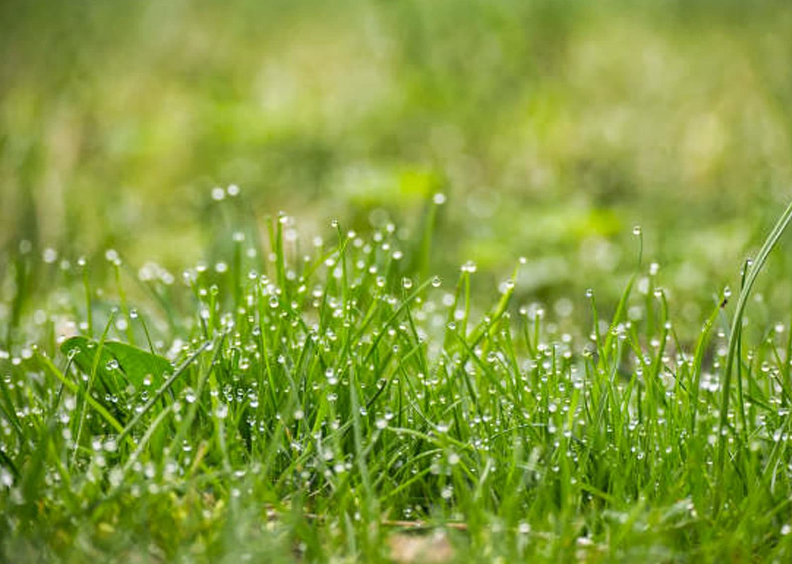 grass-after-rain
