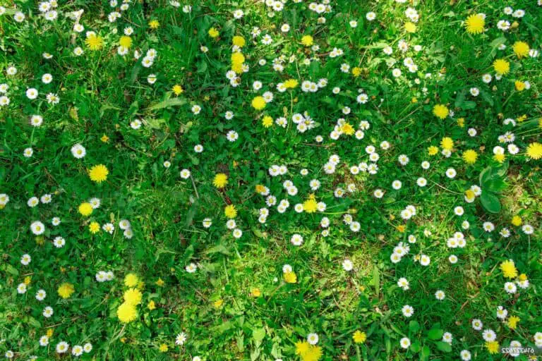 Плевели в тревата